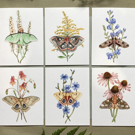 Moth & Wildflower 6 Notecard Set
