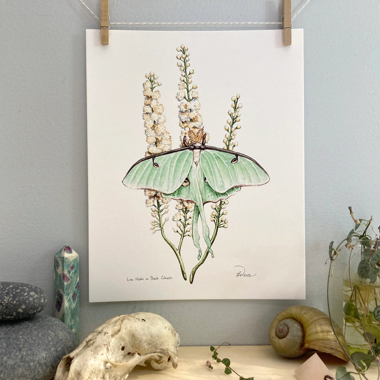 Luna Moth On Black Cohosh Giclee Print