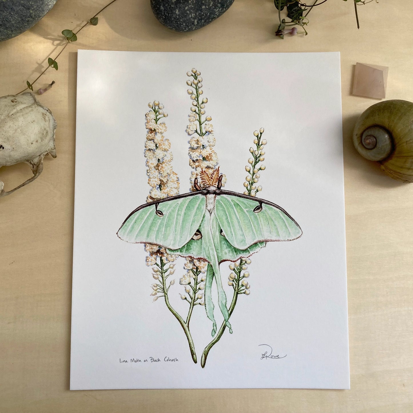 Luna Moth On Black Cohosh Giclee Print