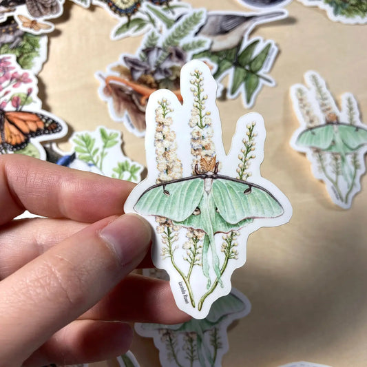 Luna Moth On Black Cohosh Vinyl Sticker