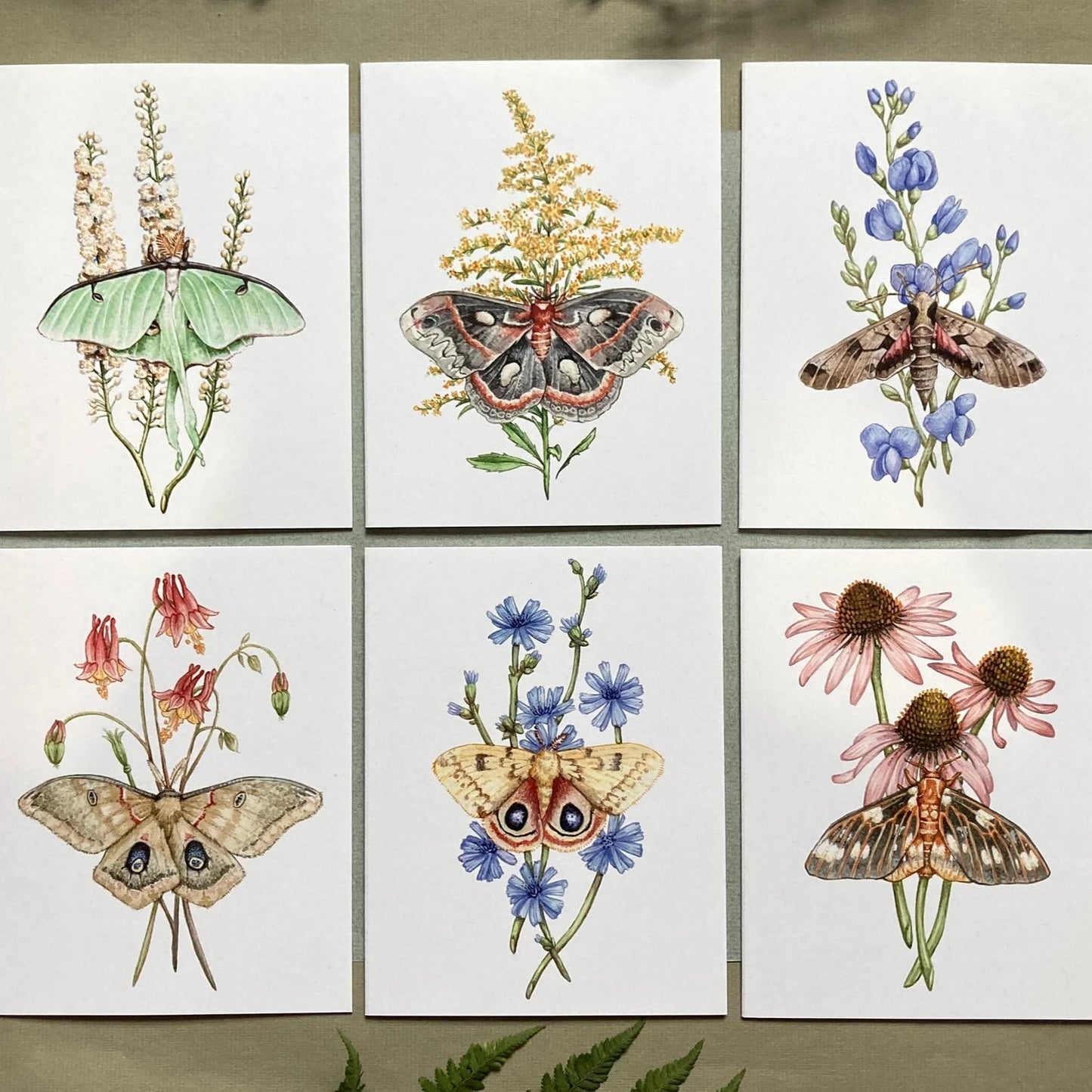 Moth & Wildflower 6 Notecard Set