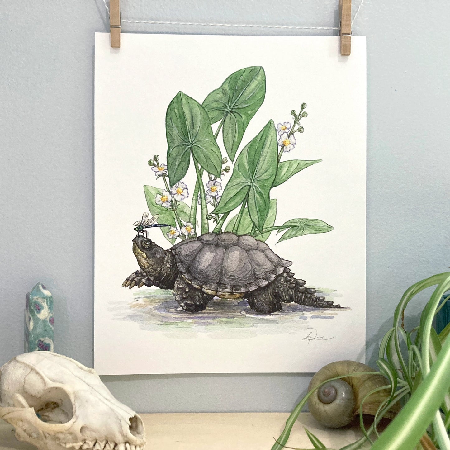 Snapping Turtle and Common Arrowhead Giclee Print