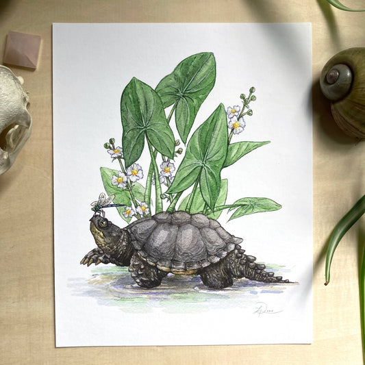 Snapping Turtle and Common Arrowhead Giclee Print